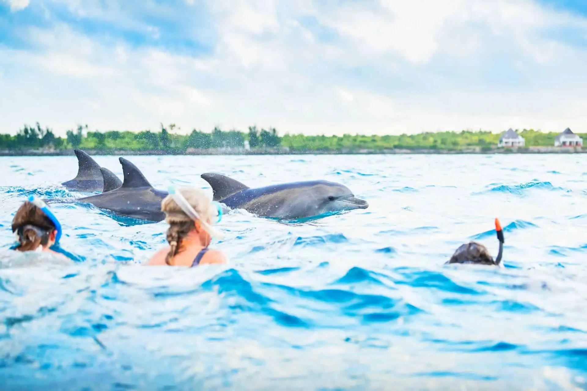 Kizimkazi Dolphins Tour overview photo 2